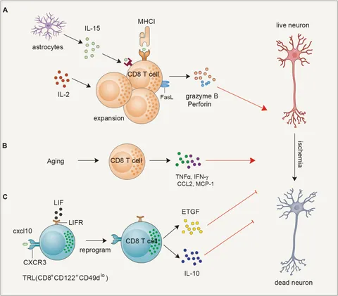 その他 Cell Therapy [CD] Understanding T cell phenotype for the design of effective