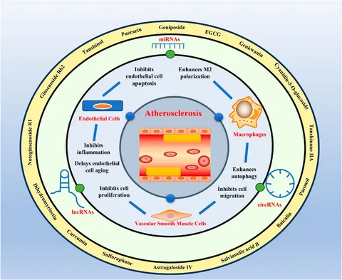 その他 Non FPHAR_fphar-2023-