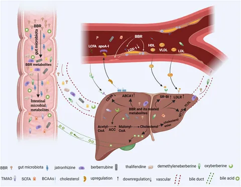 CD色々 Berberine promotes lacteal junction zippering and
