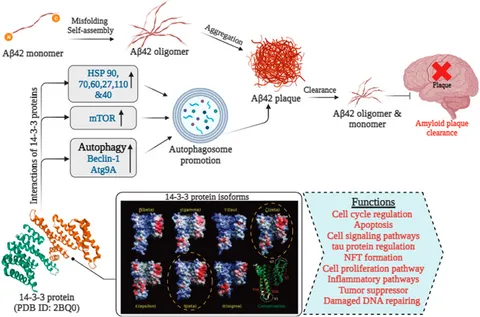 Frontiers | 14-3-3 proteins—a moonlight protein complex with