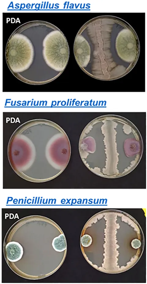 EsxA, a type VII secretion system-dependent effector