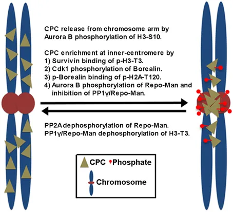 Frontiers | The chromosomal passenger complex (CPC) as a key