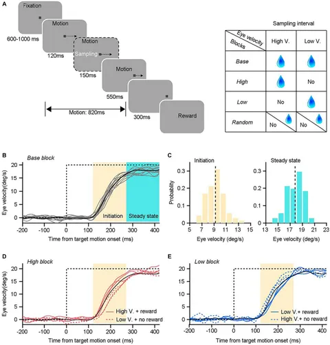 Keyちゃんです。 Zebrafish xenografts as a fast screening platform for