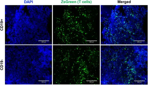 Frontiers | A synthetic notch (synNotch) system linking