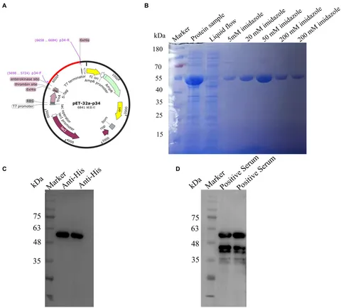 Frontiers | Identification of a novel B-cell epitope of the