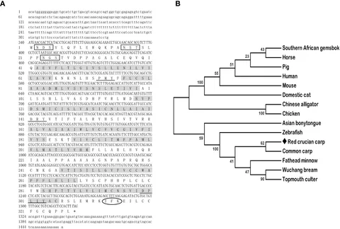 Frontiers | Cloning, distribution, and effects of growth