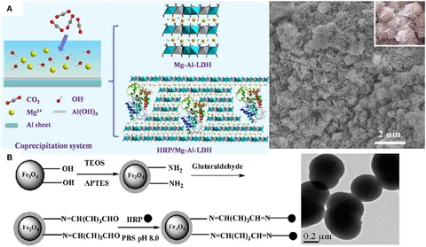 ai　30点 Frontiers | Nanostructures for peroxidases