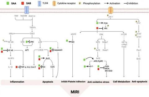 Frontiers | Salvianolic acids and its potential for cardio