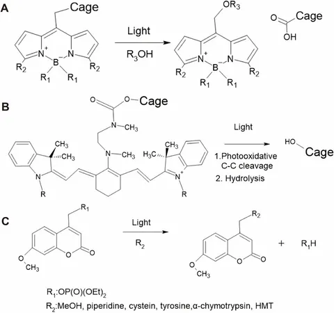 Frontiers | Development of label-free light-controlled gene