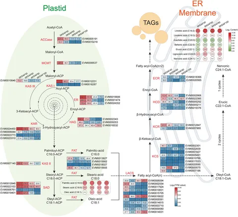 Frontiers | Agronomic, physiological and transcriptional