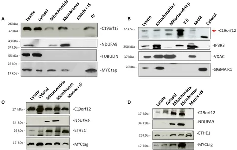 バナジー・プロトコル ホメオパシーにおける病理的アプローチ ホメオパシー Effects of PFOS, F-53B and OBS on locomotor behaviour, the