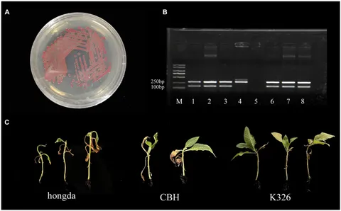 Effect of Precursors Concentrations on the Photocatalysis
