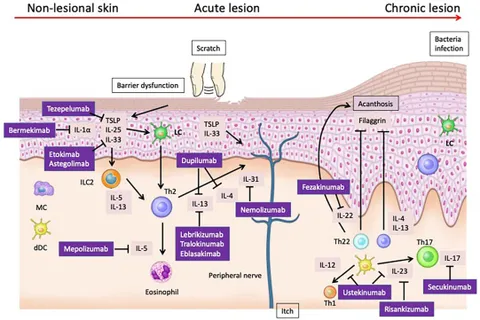 Frontiers | Interplay of cytokines in the pathophysiology of