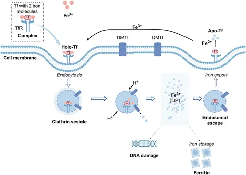 Frontiers | Pathophysiological aspects of transferrin-A