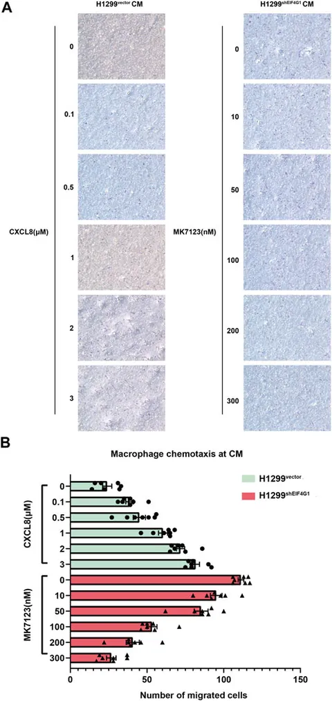 Frontiers | Knockdown of EIF4G1 in NSCLC induces CXCL8 secretion