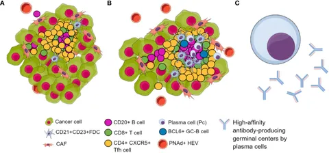 GUARDNER【Lサイズ】 Frontiers | Epigenetic targets to enhance antitumor immune