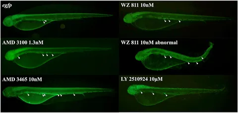 Frontiers | Modeling the SDF-1/CXCR4 protein using advanced