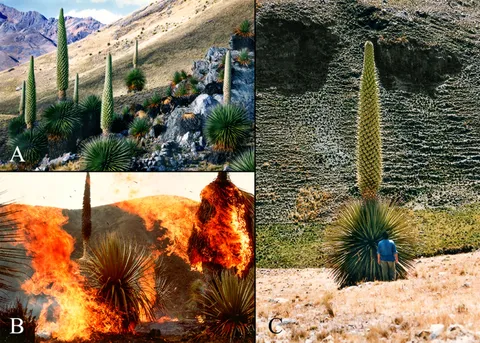 Vicuna: The Queen of the Andes: Piazza, Arianna, Rotunno