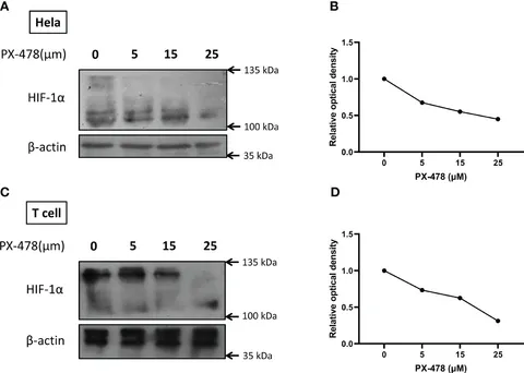 あ　H I F Human HIF-1 alpha ELISA Kit (ab171577) | Abcam