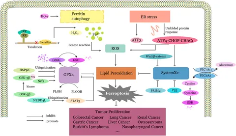 Frontiers | TCM targets ferroptosis: potential treatments