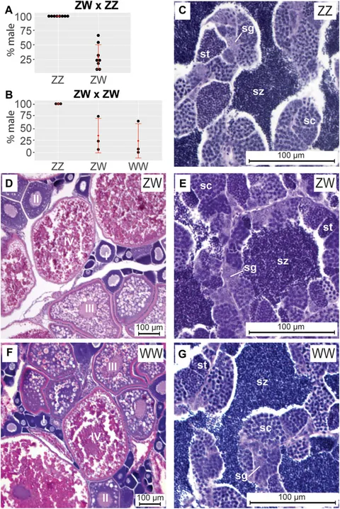 Frontiers | Direct male development in chromosomally ZZ