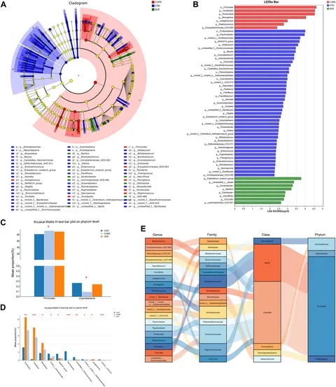 Frontiers | Quercetin reshapes gut microbiota homeostasis