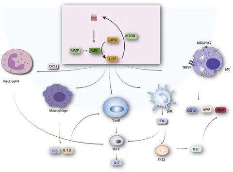 Frontiers | Signaling pathways and targeted therapy for rosacea