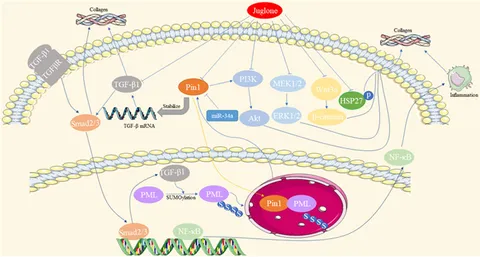 Frontiers | The molecular mechanisms of peptidyl-prolyl cis