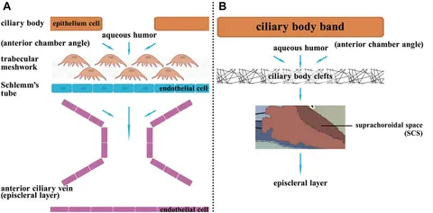 Frontiers | New targets of nascent lymphatic vessels in