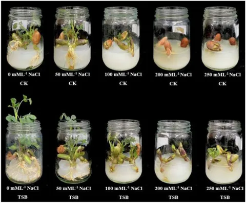 Frontiers | Endophyte-mediated enhancement of salt