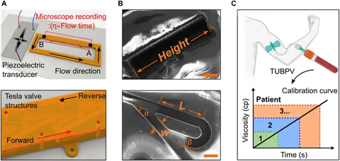 Diet-driven differential response of Akkermansia muciniphila
