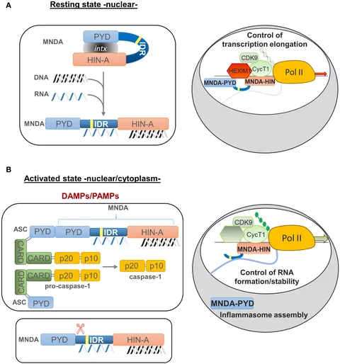 Frontiers | MNDA, a PYHIN factor involved in transcriptional
