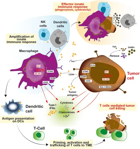 テレサ Frontiers | Small molecule innate immune modulators in