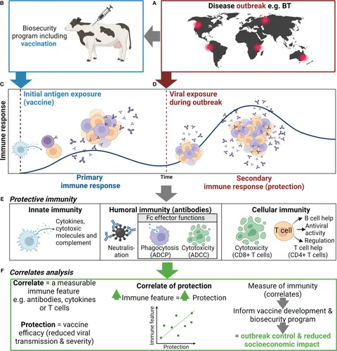 その他 CAPman Molecular mechanisms of SARS-CoV-2 entry: implications for