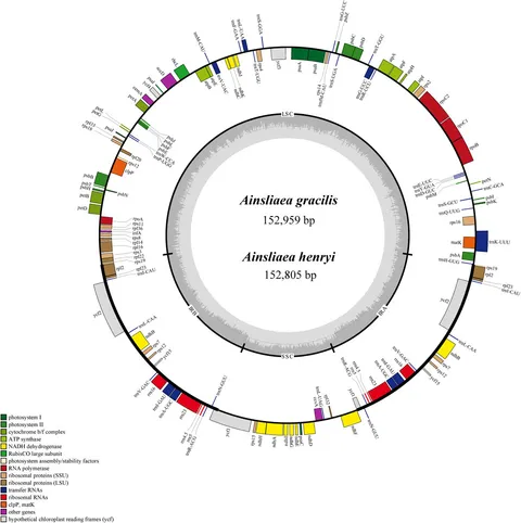 Frontiers | Complete chloroplast genomes of two Ainsliaea