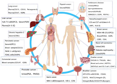 Frontiers | Composition, functions, and applications of