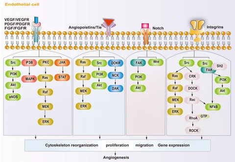 Frontiers | Targeted anti-angiogenesis therapy for advanced