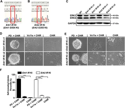 erkページ p-ERK 1/2 Antibody (12D4) | SCBT - Santa Cruz Biotechnology