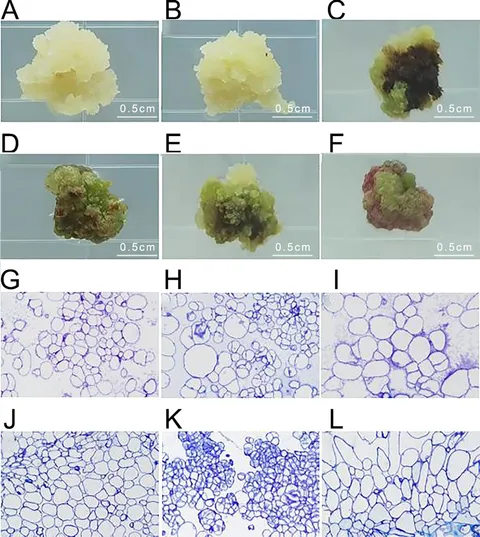 Frontiers | Preliminary establishment of genetic Frontiers | Preliminary establishment of genetic