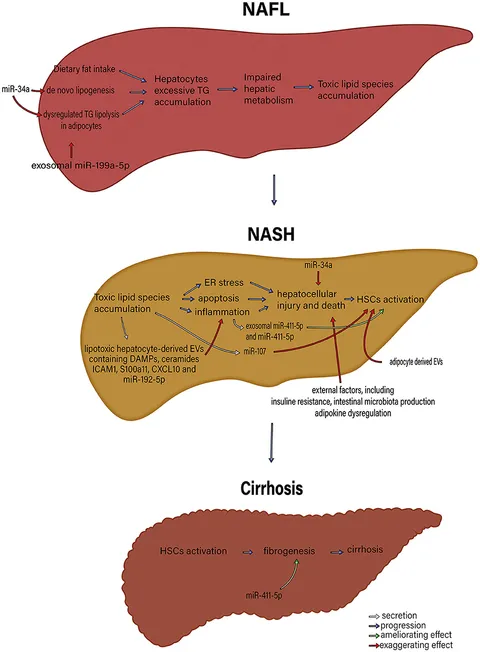 Frontiers | Exosome prospects in the diagnosis and treatment