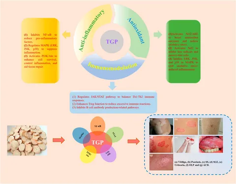 Frontiers | Therapeutic potential and pharmacological