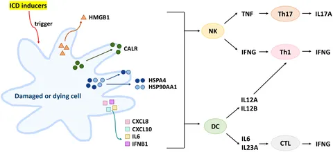 【ヴィト】 Frontiers | The modulation of immune cell death in