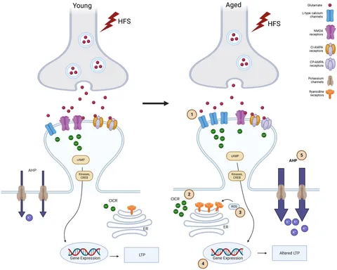 健康・医学 Synaptic Plasticity: New Research New study shows key role of synaptic plasticity in