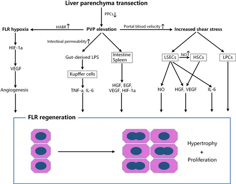 Frontiers | Circulating proliferative factors versus portal