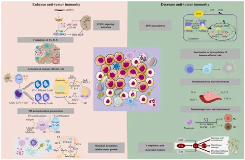 Frontiers | Effects of intratumoral microbiota on tumorigenesis