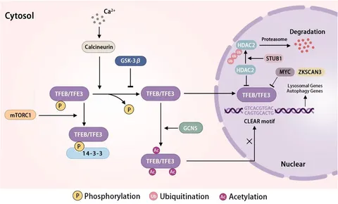 Unveiling the Innate and Adaptive Immunity Interplay: Global