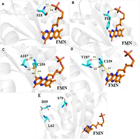 Frontiers | Functional determination of site-mutations in