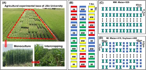 Frontiers | Maize/soybean intercropping with nitrogen supply
