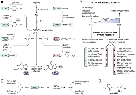 Frontiers | Targeting amino acid-metabolizing enzymes for