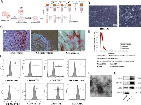 その他 Sa-Yu Advances in Regenerative Therapies for Inflammatory